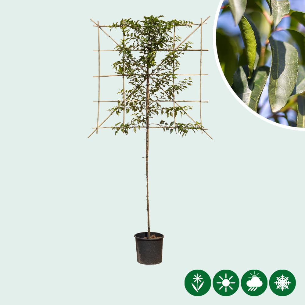 Portugiesischer Lorbeer als Spalierbaum