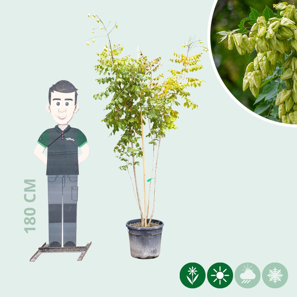 Chinesischer Lackbaum Mehrstämmig