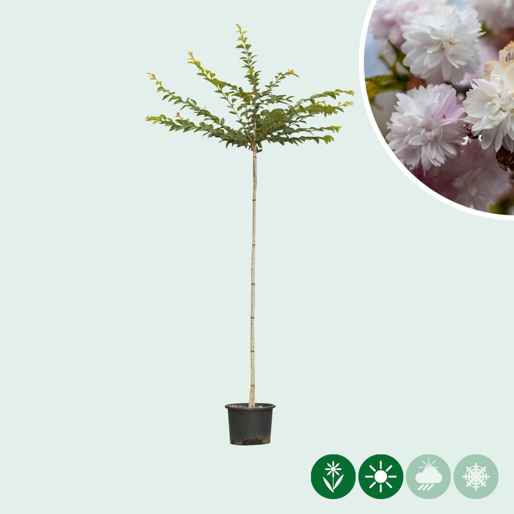Japanische Blütenkirsche 'Autumnalis Rosea'