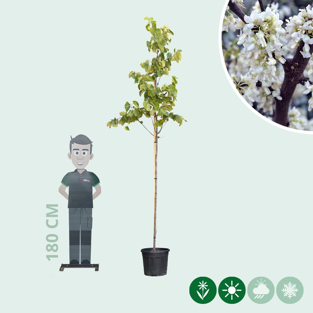 Judasbaum 'Texas White'