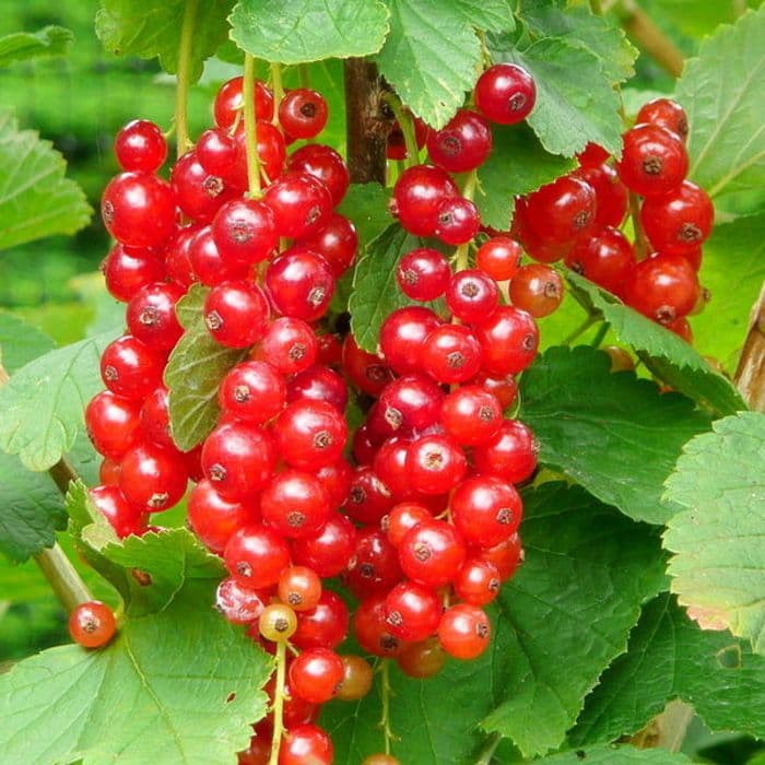 Rote Johannisbeere