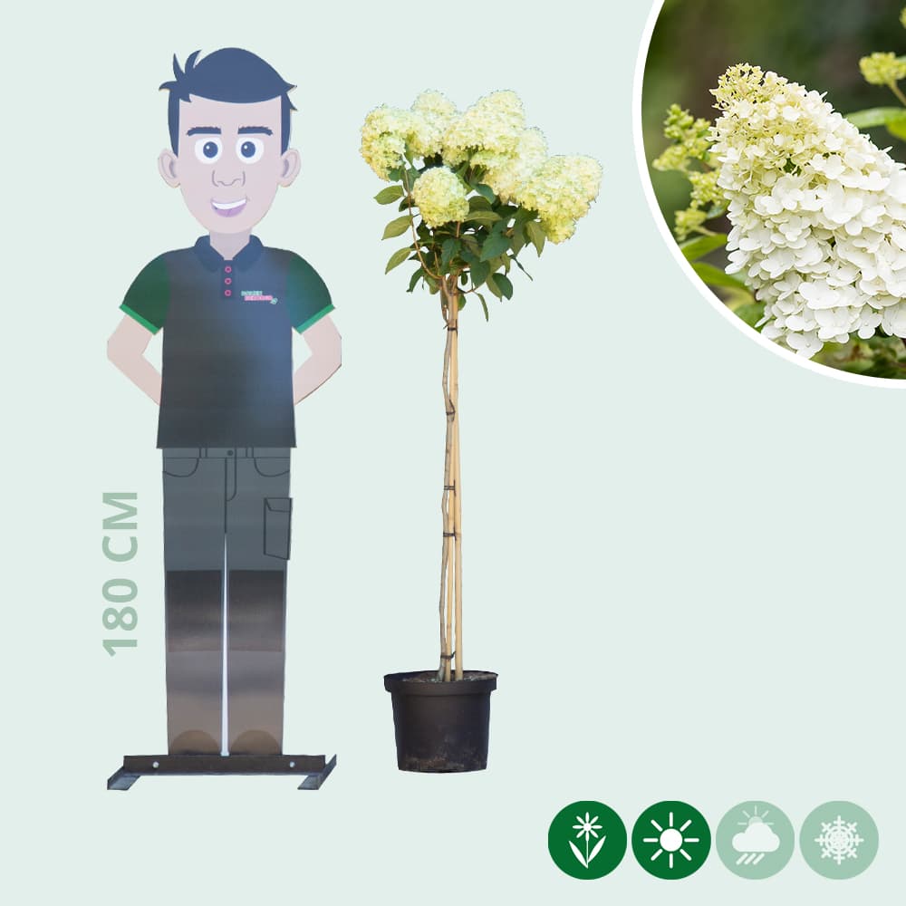 Hortensie 'Lime light' Halbstamm