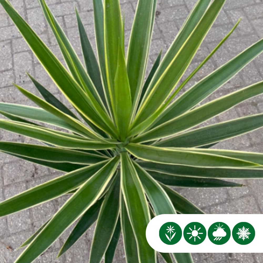 Palmlilie Yucca elephantipes Puck