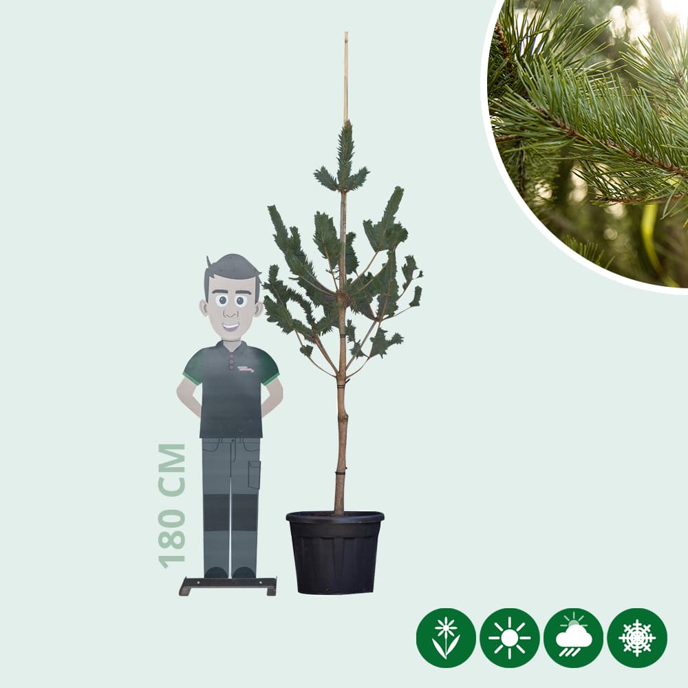 Waldkiefer