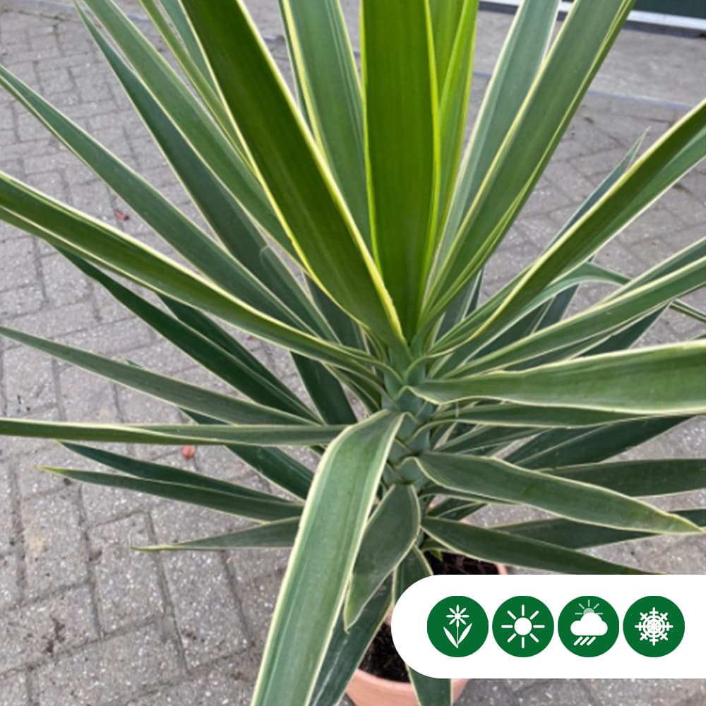 Palmlilie Yucca elephantipes Puck