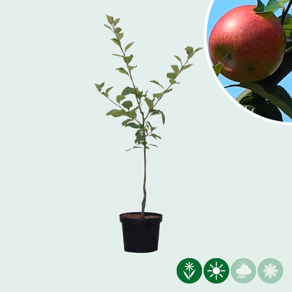 Malus d. 'Benoni'