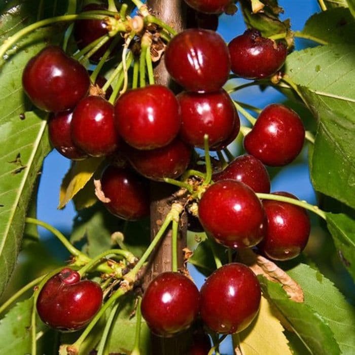 Prunus avium Van