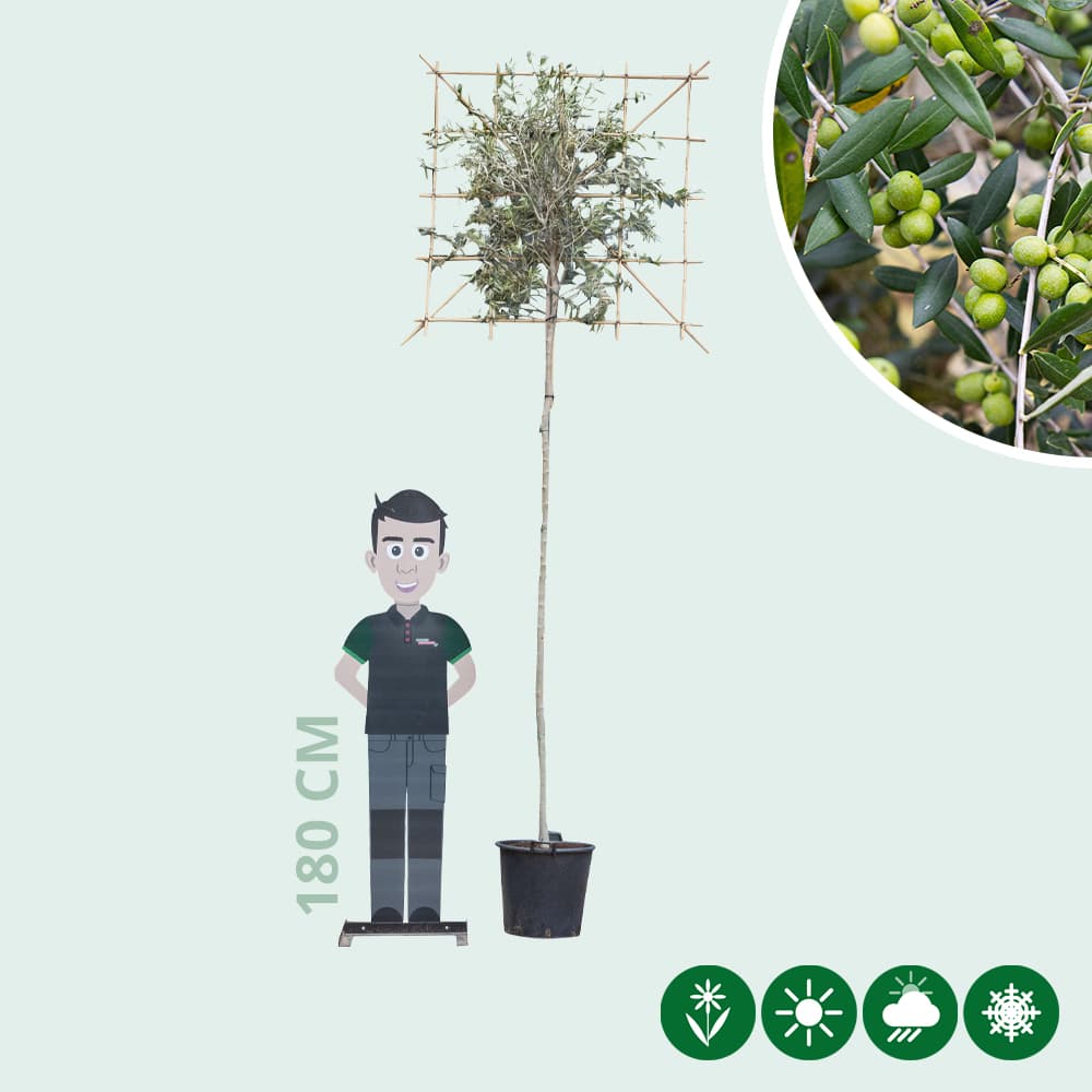 Olivenbaum als Spalier 220 cm stammhöhe