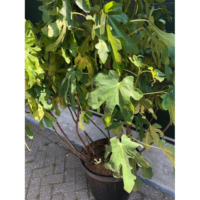 Mehrstämmiger Feigenbaum