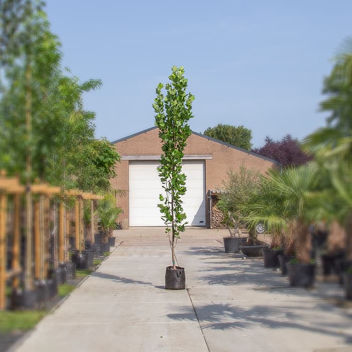 Säulen-Tulpenbaum