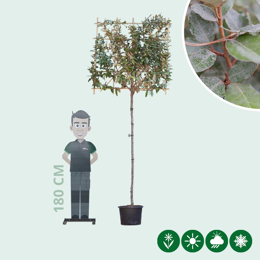 Ölweide Spalierbaum