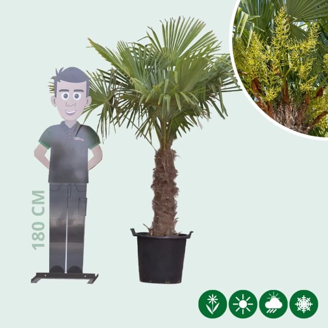 Chinesische Hanfpalme 60 cm Stammhöhe