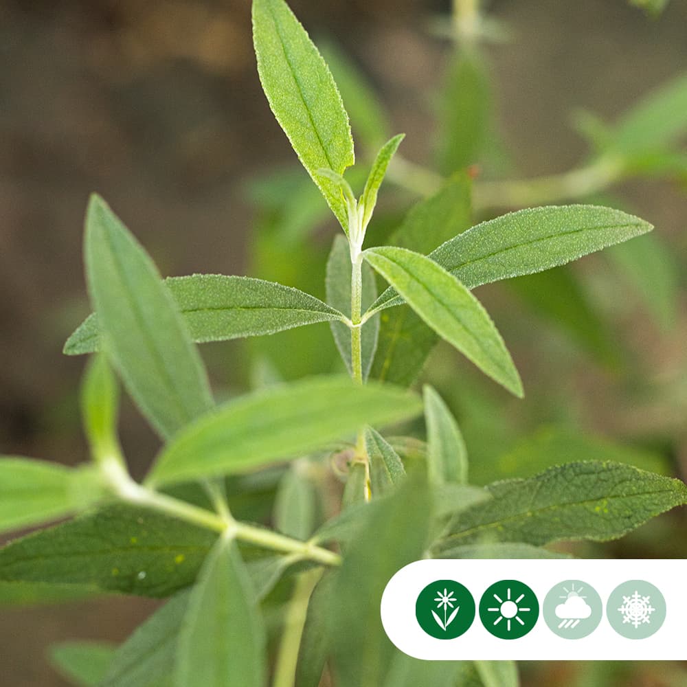 Schmetterlingsstrauch 'Black Knight' Hochstamm