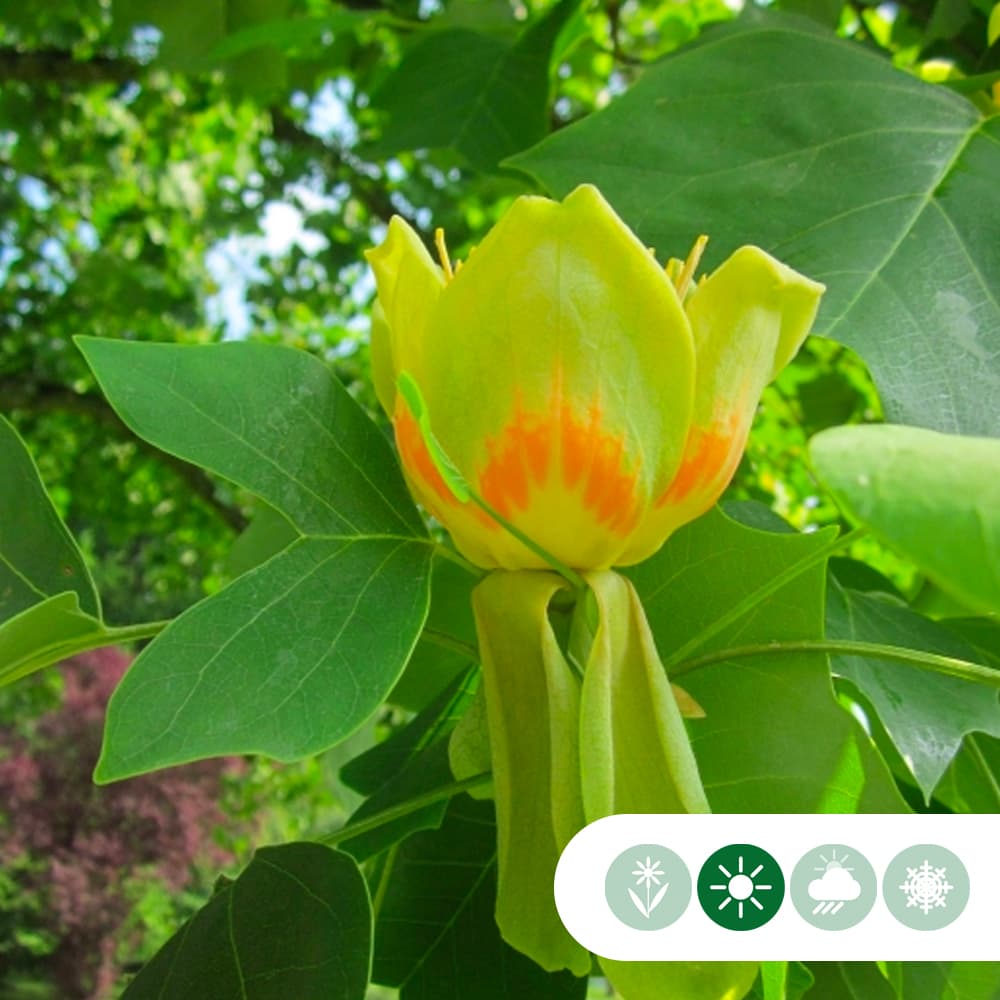 Tulpenbaum mehrstämmig