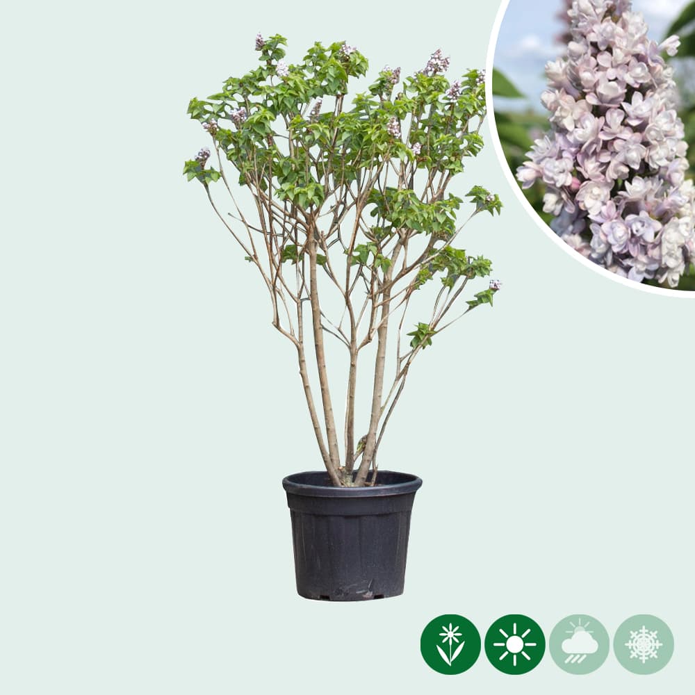 Flieder 'Michel buchner'
