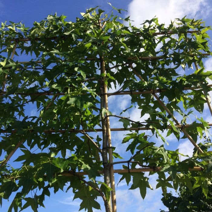 Amberbaum als Spalier