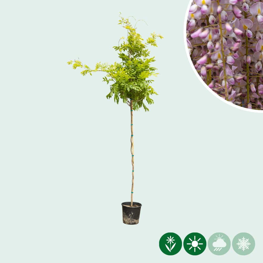 Rosaregen Rosea auf stamm