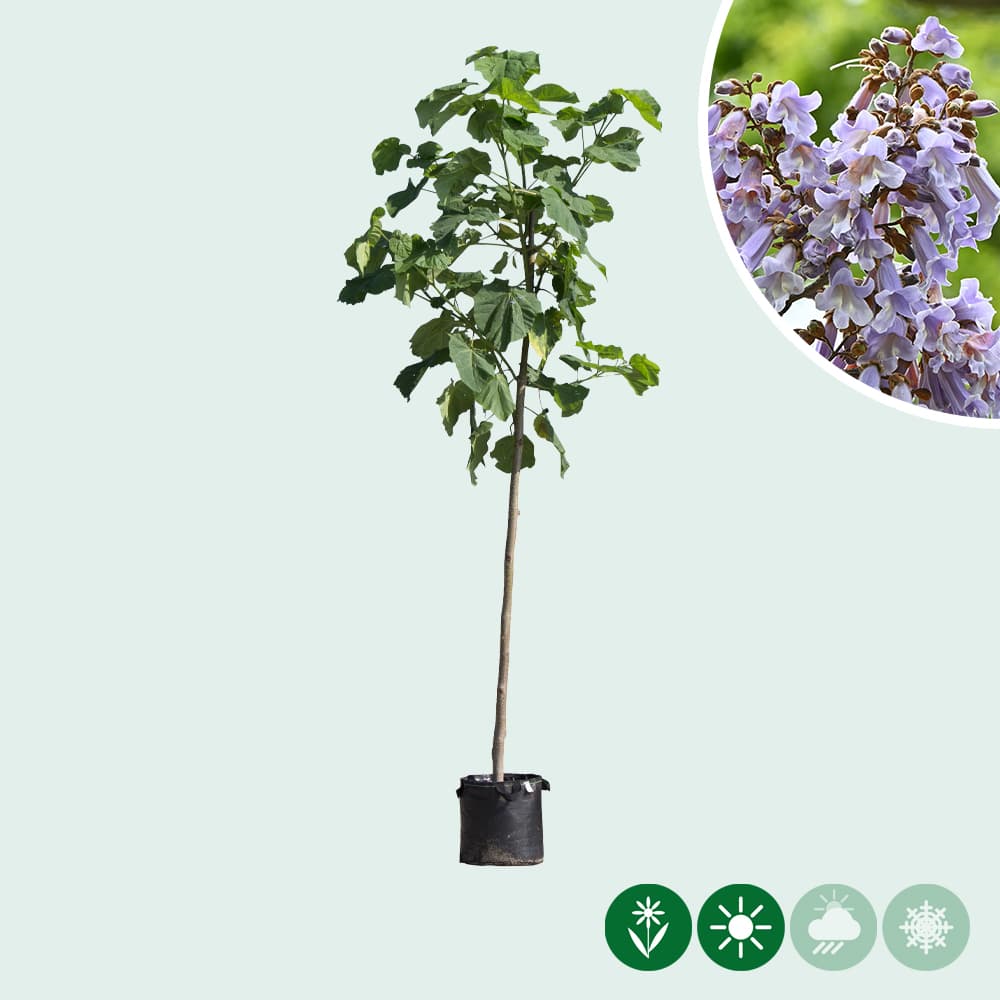 Blauglockenbaum