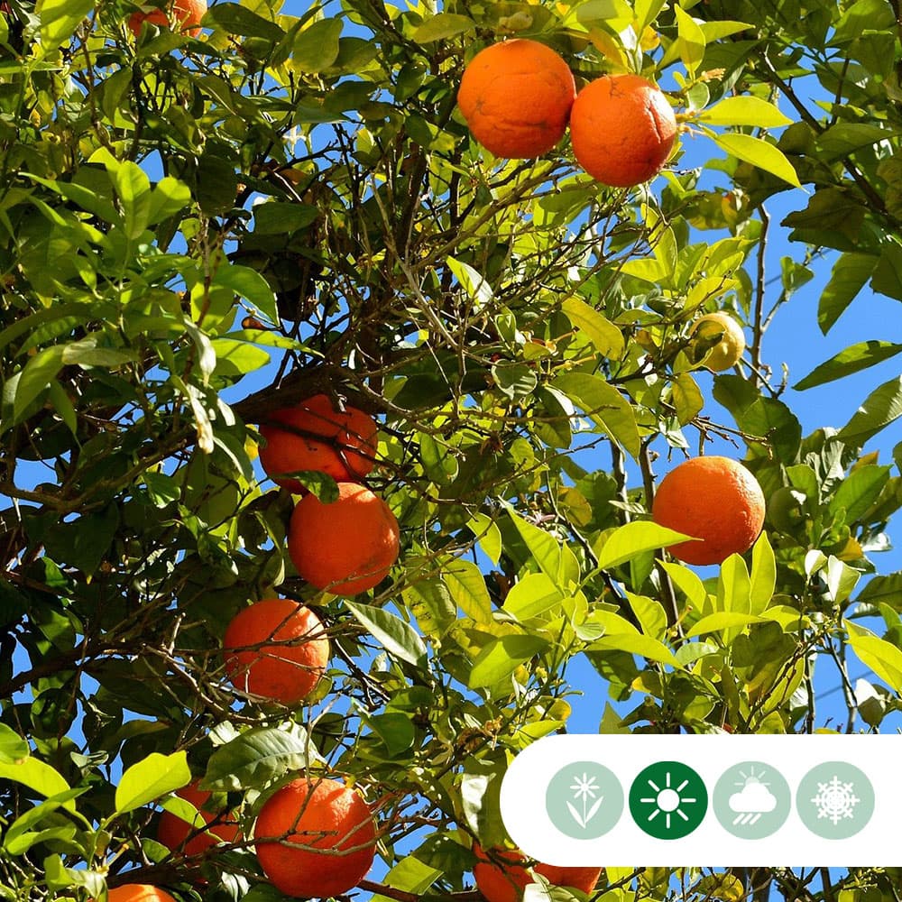 Orangenbaum