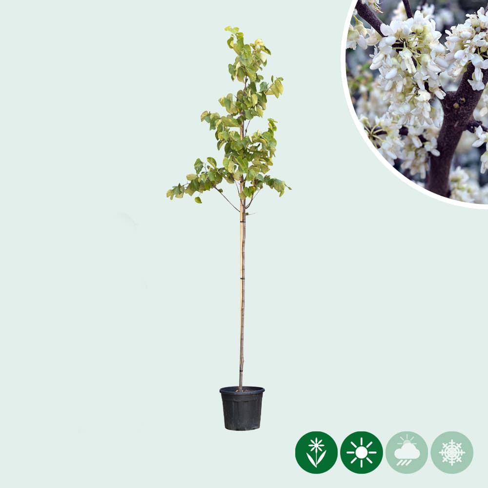 Judasbaum 'Texas White'