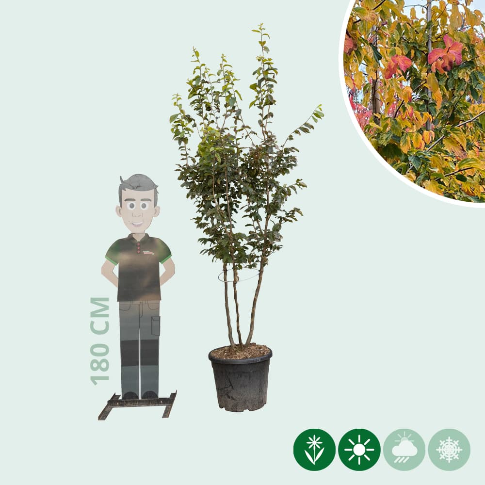 Eisenholzbaum mehrstämmig