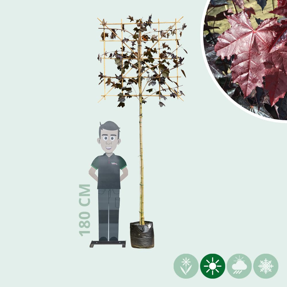 Acer pl. 'Royal Red' als Spalier