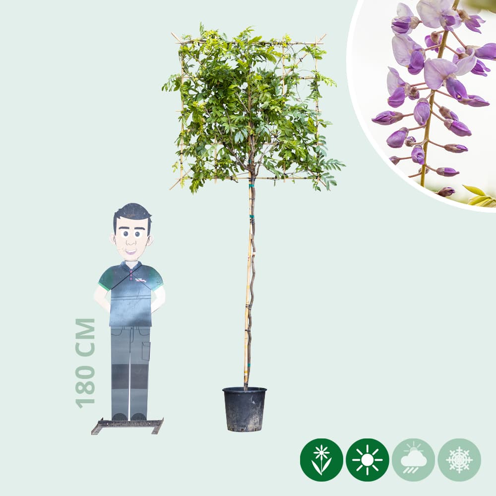 Blauregen als Spalier