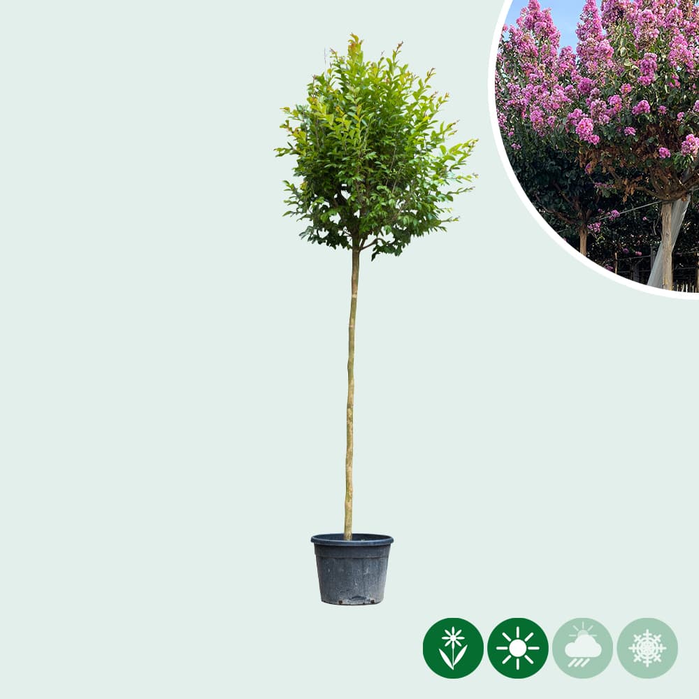 Lagerstroemia Hochstamm