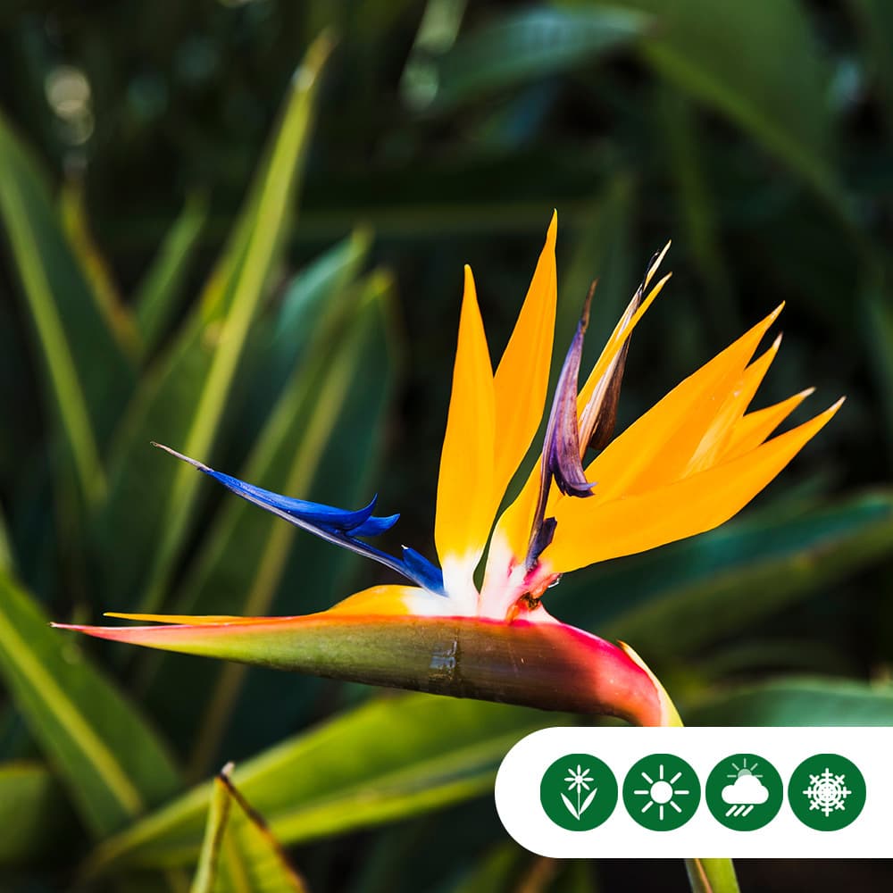 Paradiesvogelblume