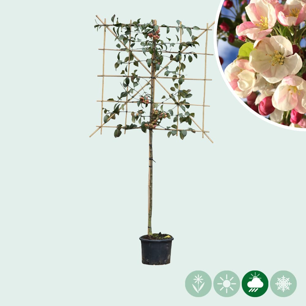 Zierapfel als Spalier 120 cm