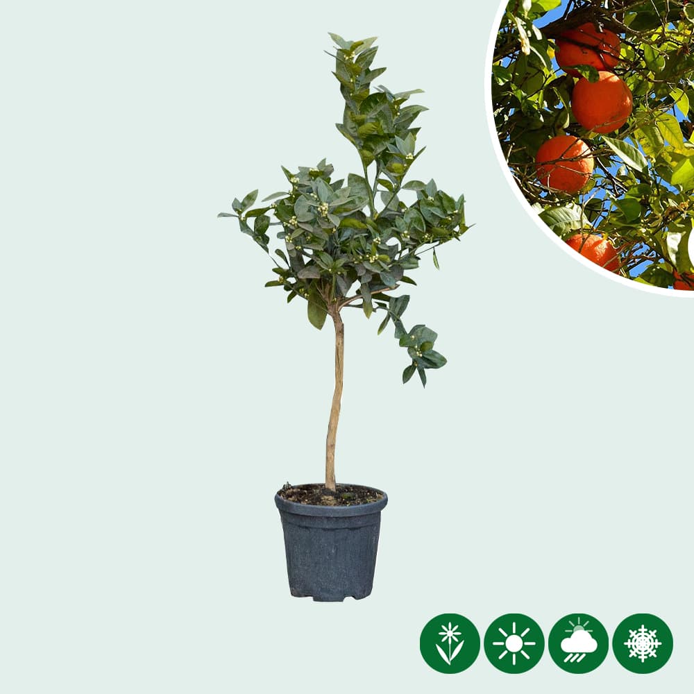 Orangenbaum