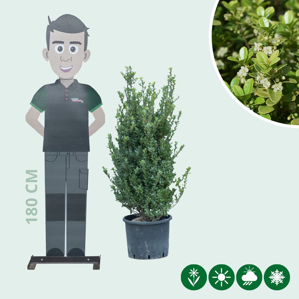 Japanische Stechpalme Hecke 80 cm