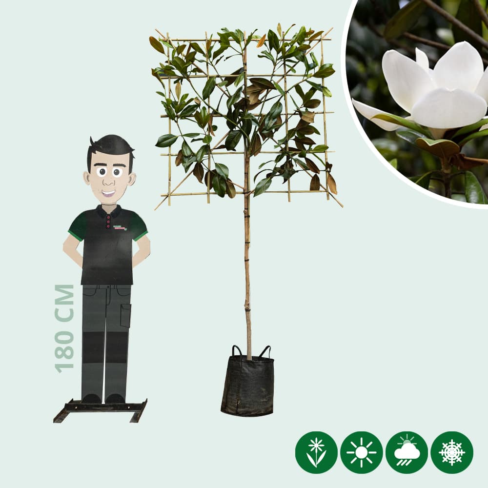 Magnolie grandiflora als Spalier