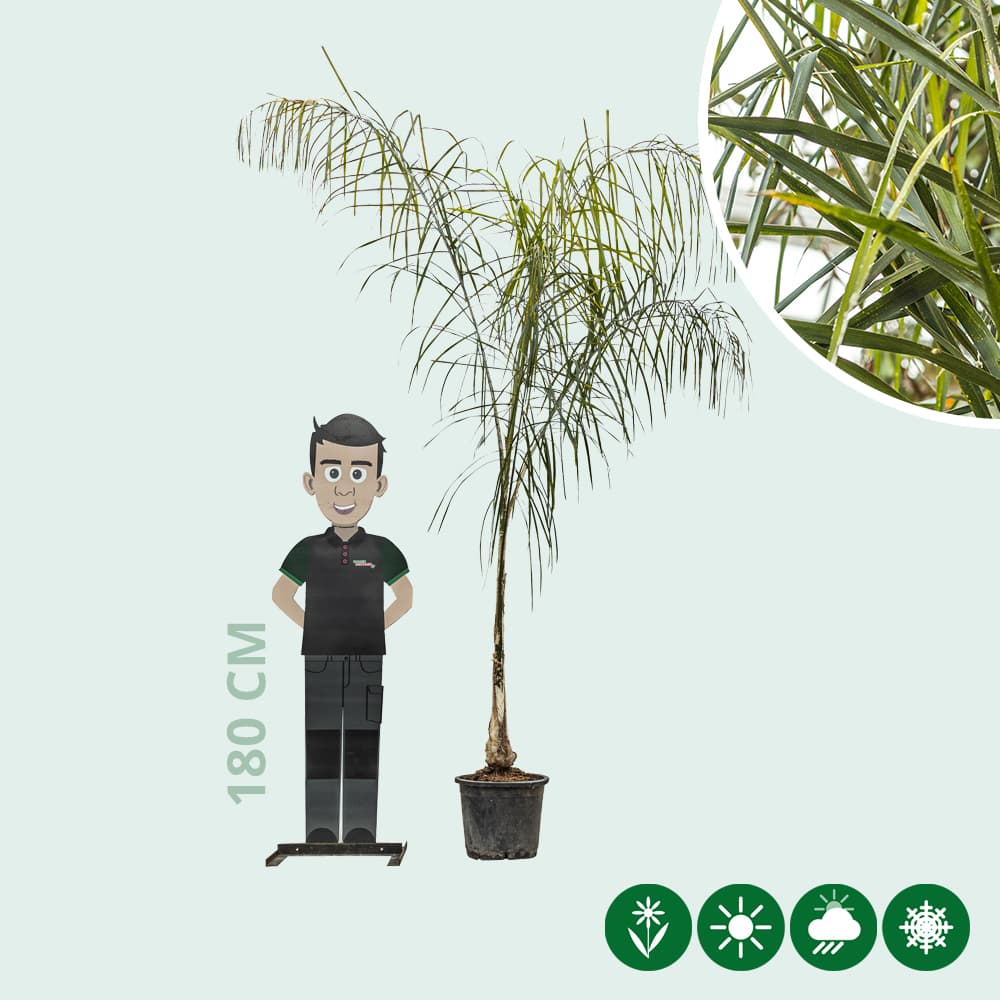 Königinpalme