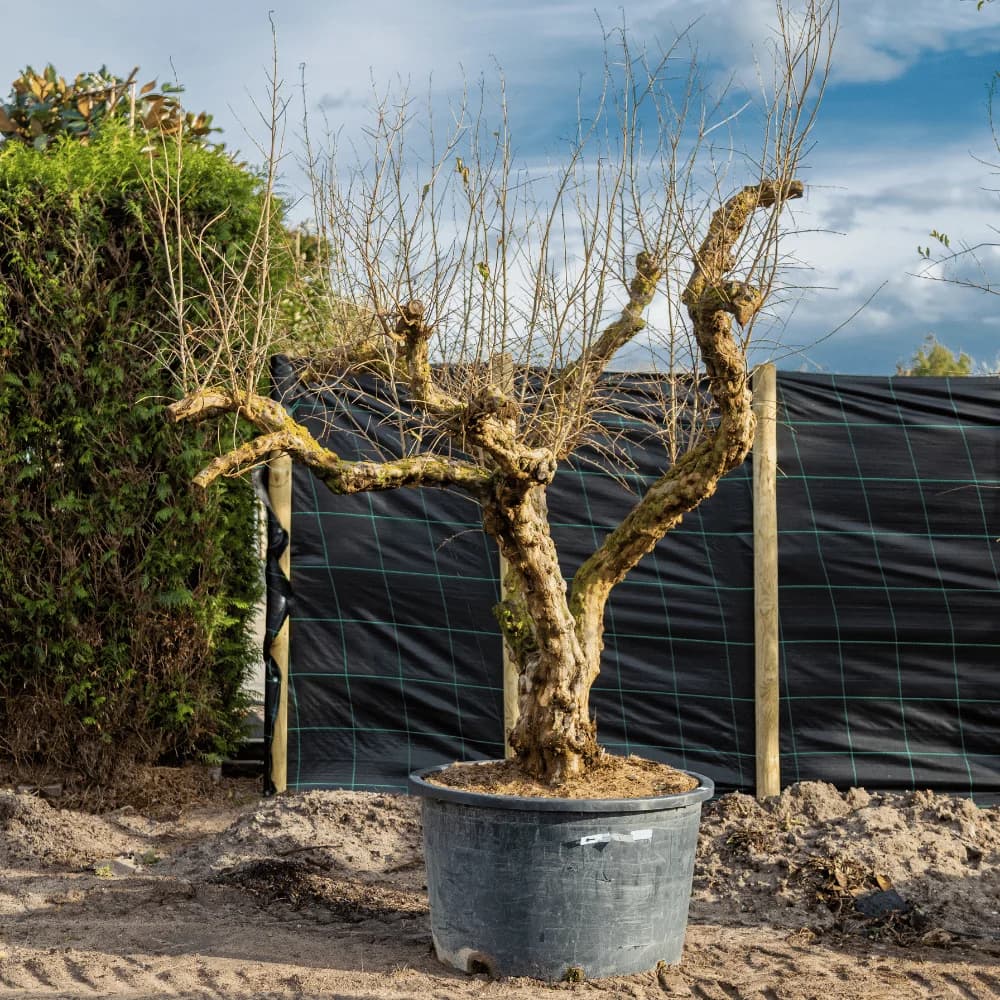 Granatapfelbaum ausgewachsen #1