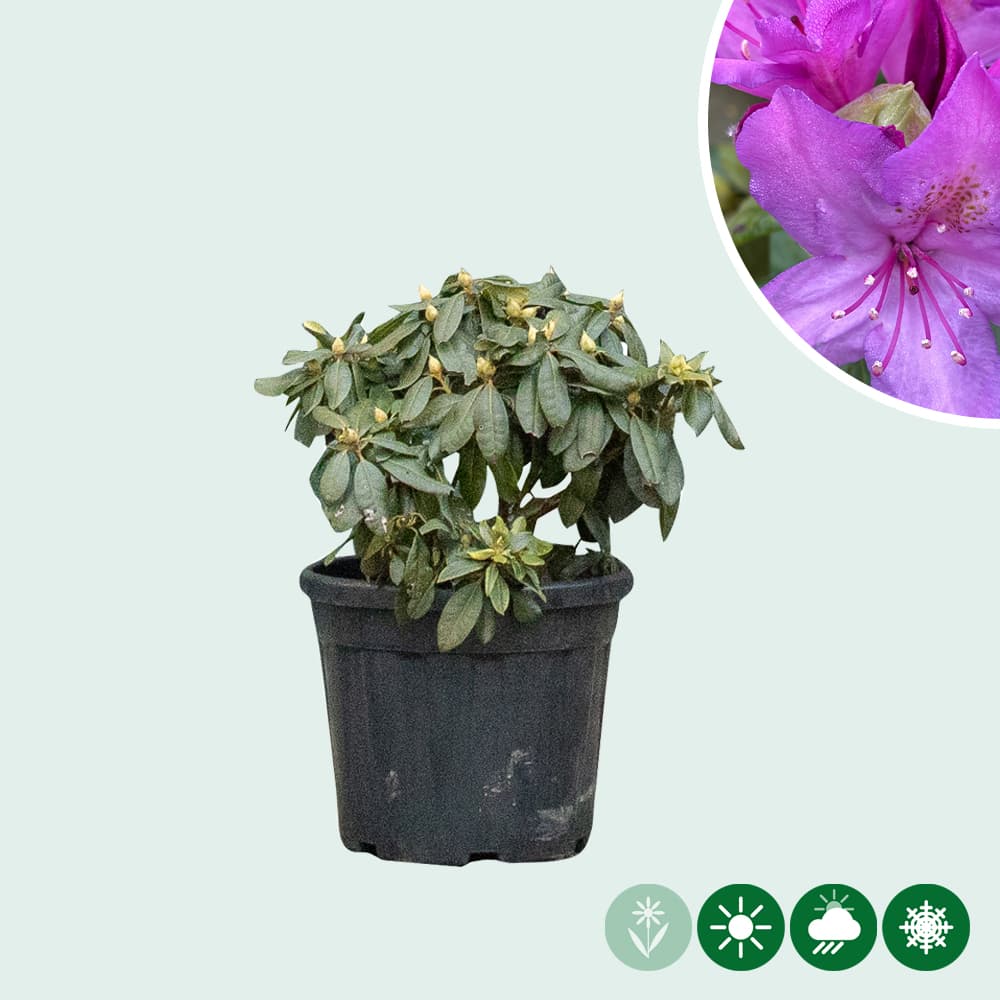Rhododendron Azurro