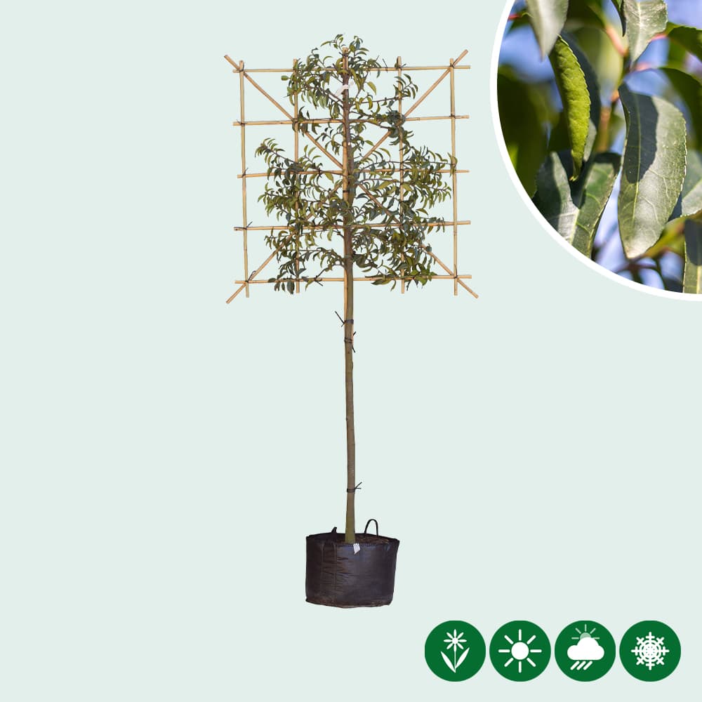 Portugiesischer Lorbeer als Spalierbaum