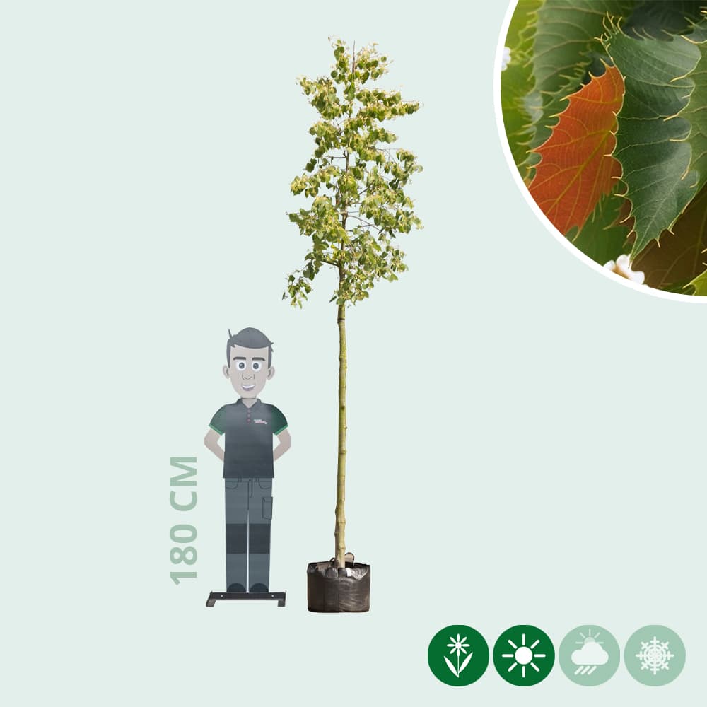 Linde Tilia henryana