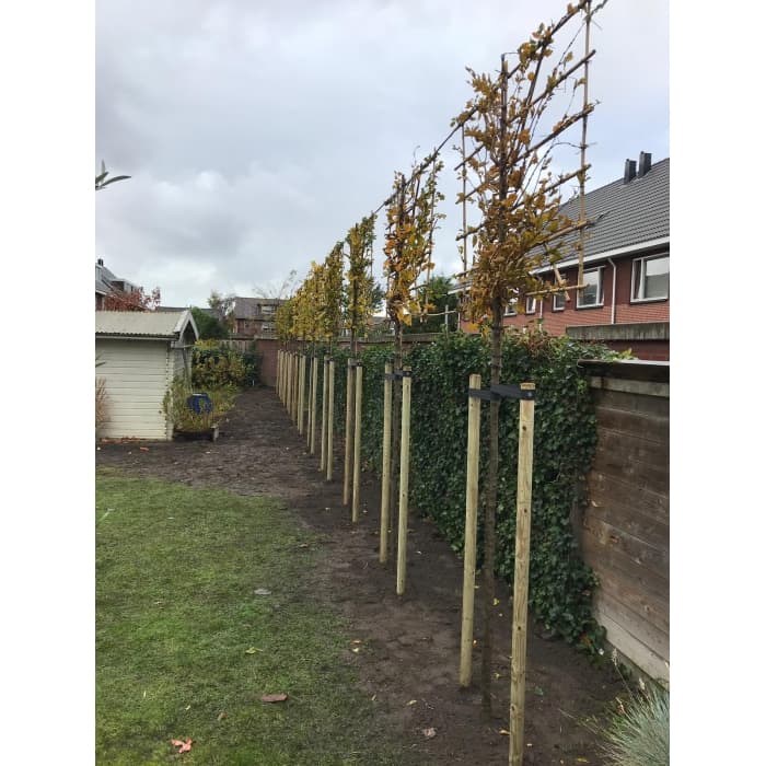 Hainbuche als Spalier