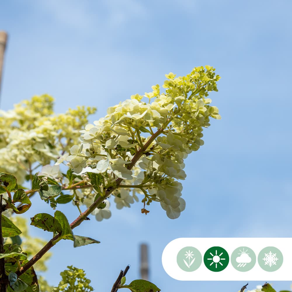 Hortensie 'Lime light'