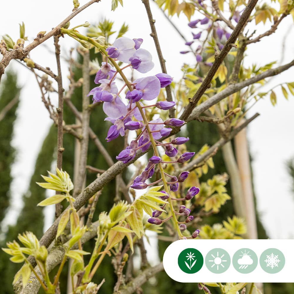 Blauregen sinensis