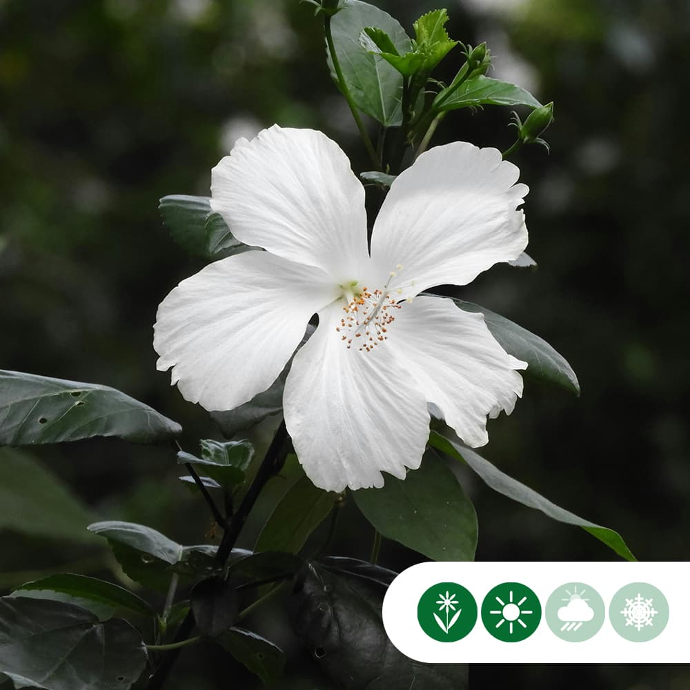 Hibiskus Bianco