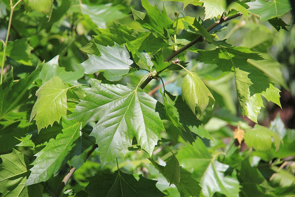 Platane Spalier
