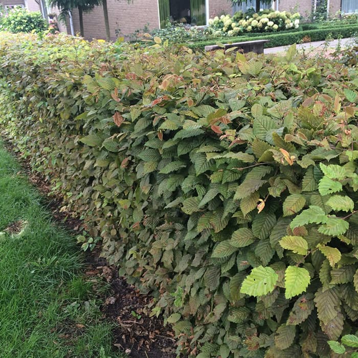 Hainbuchenhecke 2