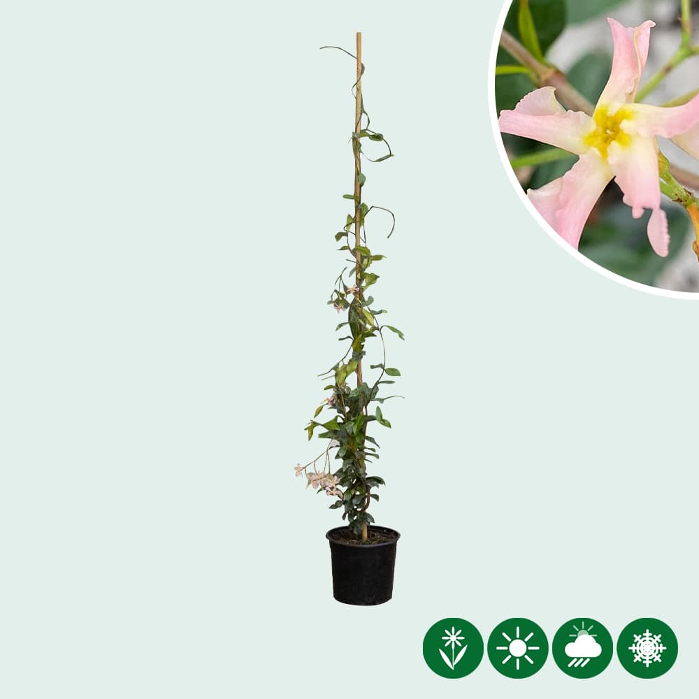 Sternjasmin Star of Sicily
