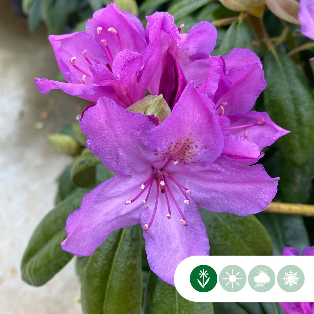Rhododendron Azurro