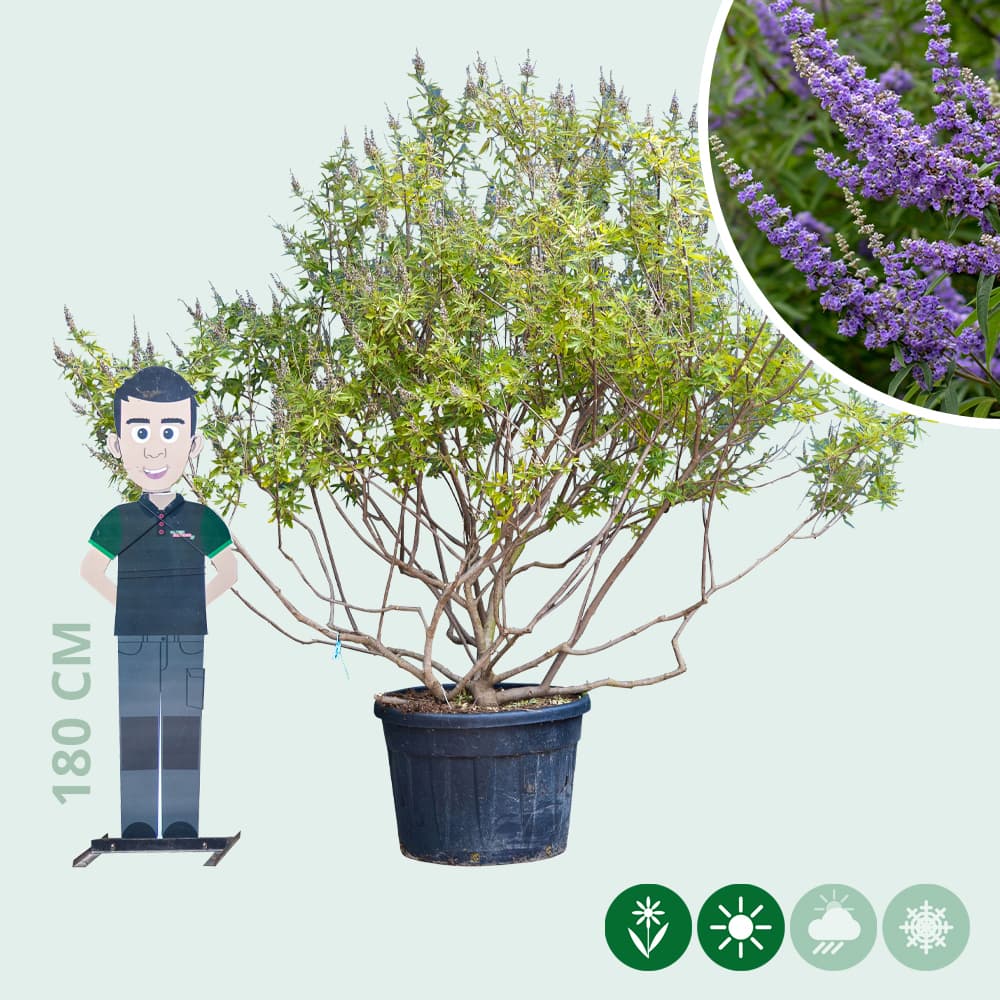 Mönchspfeffer mehrstämmig