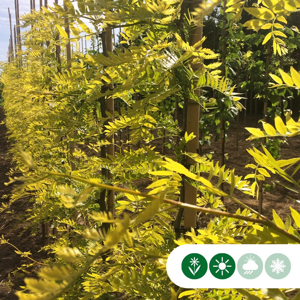 Gelber Dornenloser Lederhülsenbaum mehrstämmig