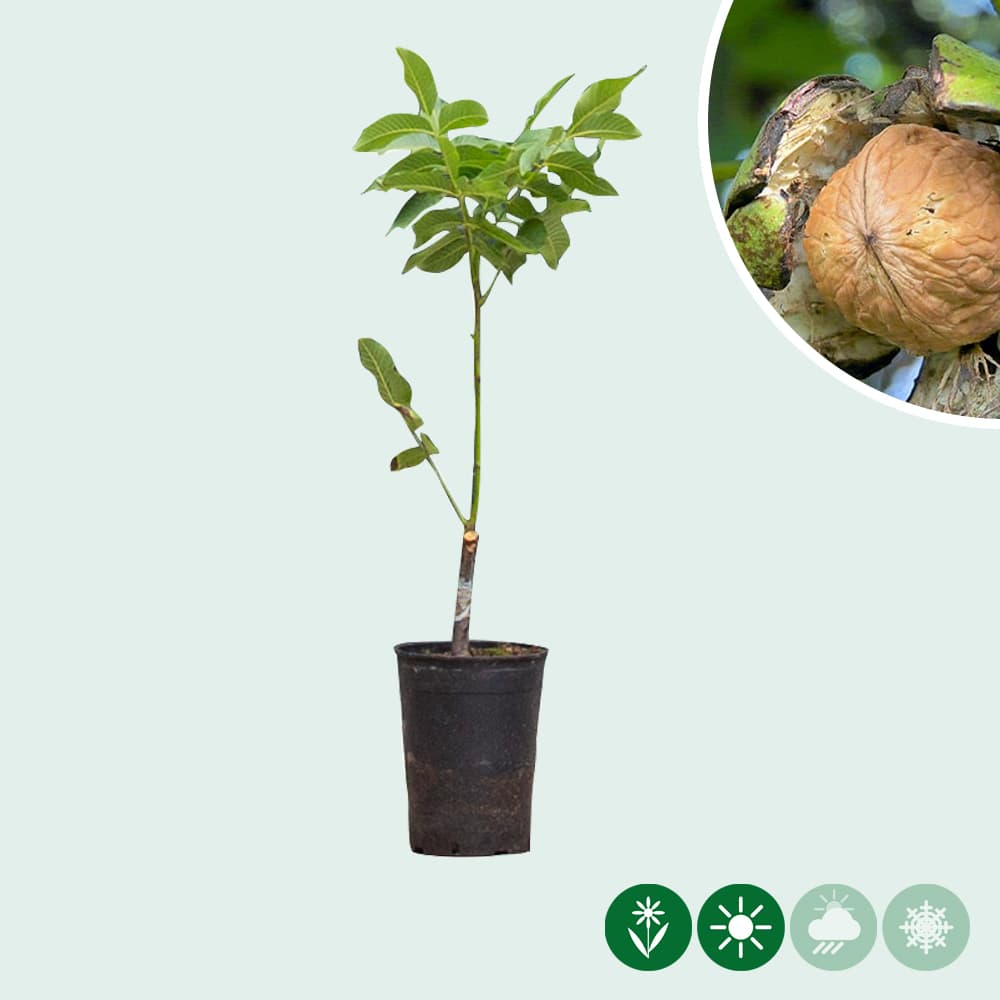 Walnussbaum 'Coenen'
