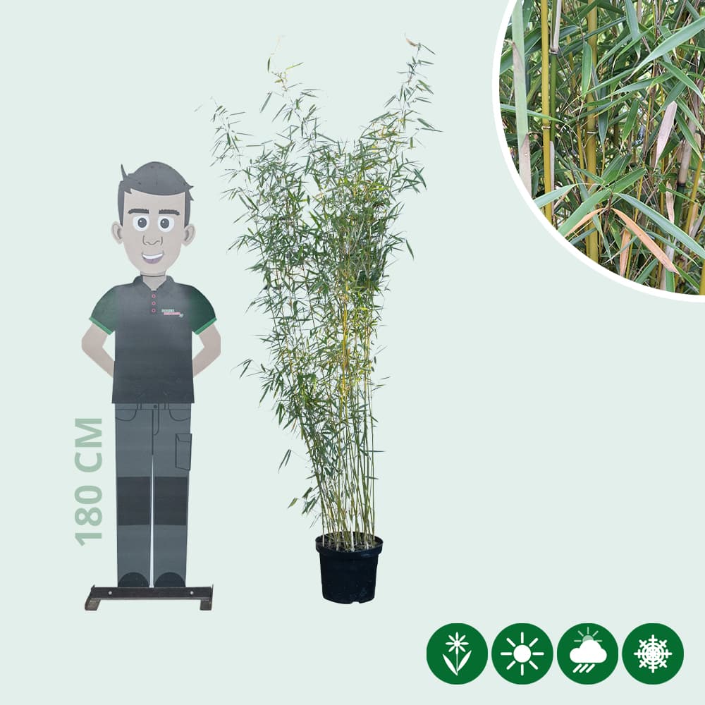 Bambus Fargesia robusta 'Campbell'